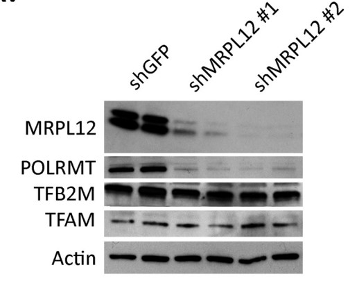 Western blot analysis of POLRMT in HeLa cells.jpg